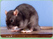 rat control Peterborough